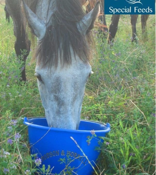 Pienso para caballos. Alimentar a un caballo nervioso.