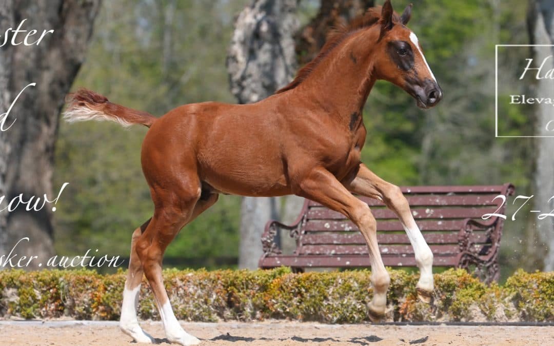 SUBASTA ONLINE EN HARAS DE HUS, DEL 29 AL 31 DE MAYO