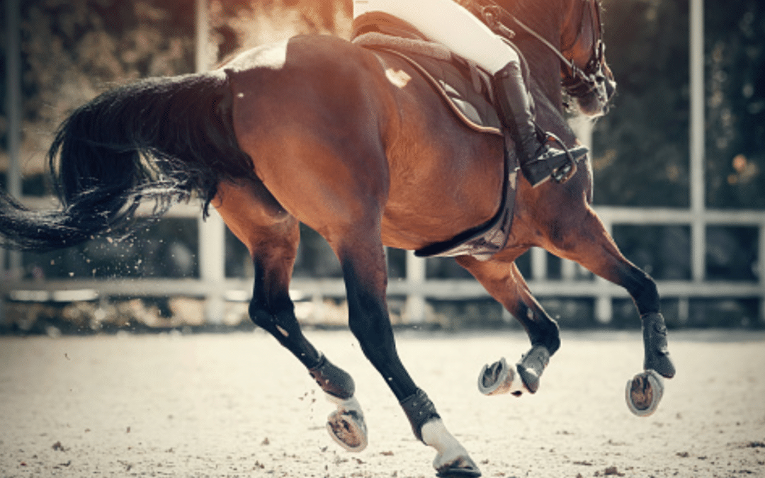 PONIS: SUS CATEGORÍAS