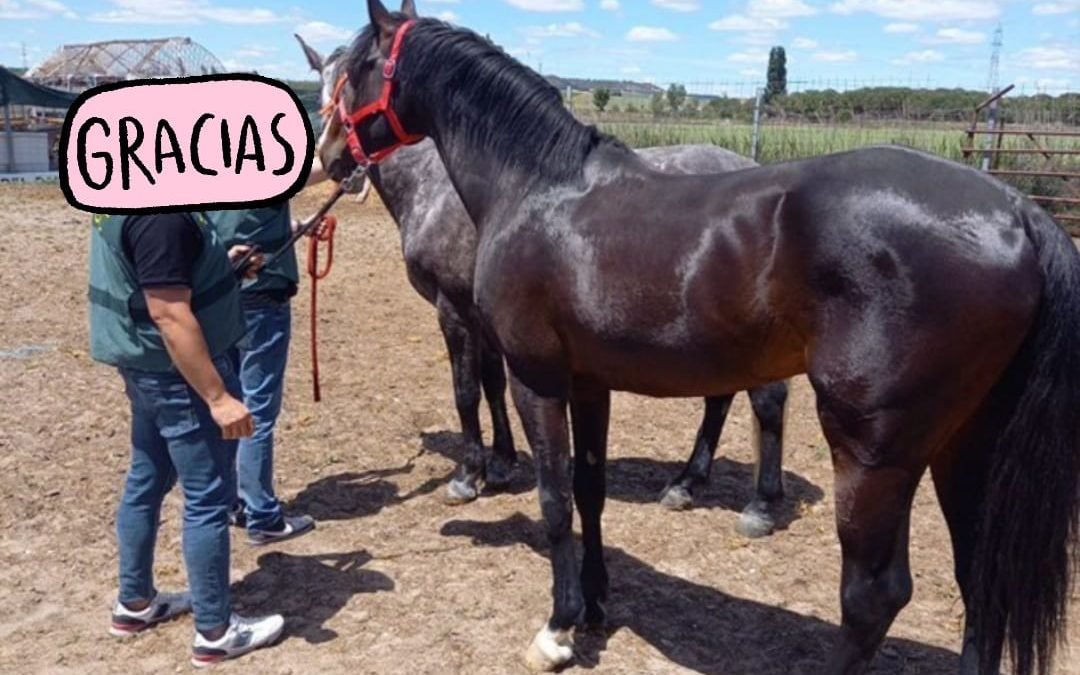 NOTICIAS BUENAS: HAN APARECIDO LOS CABALLOS