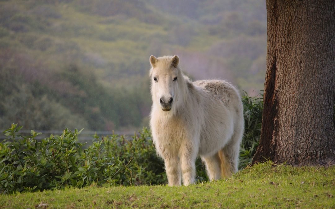 PONIS SHETLAND