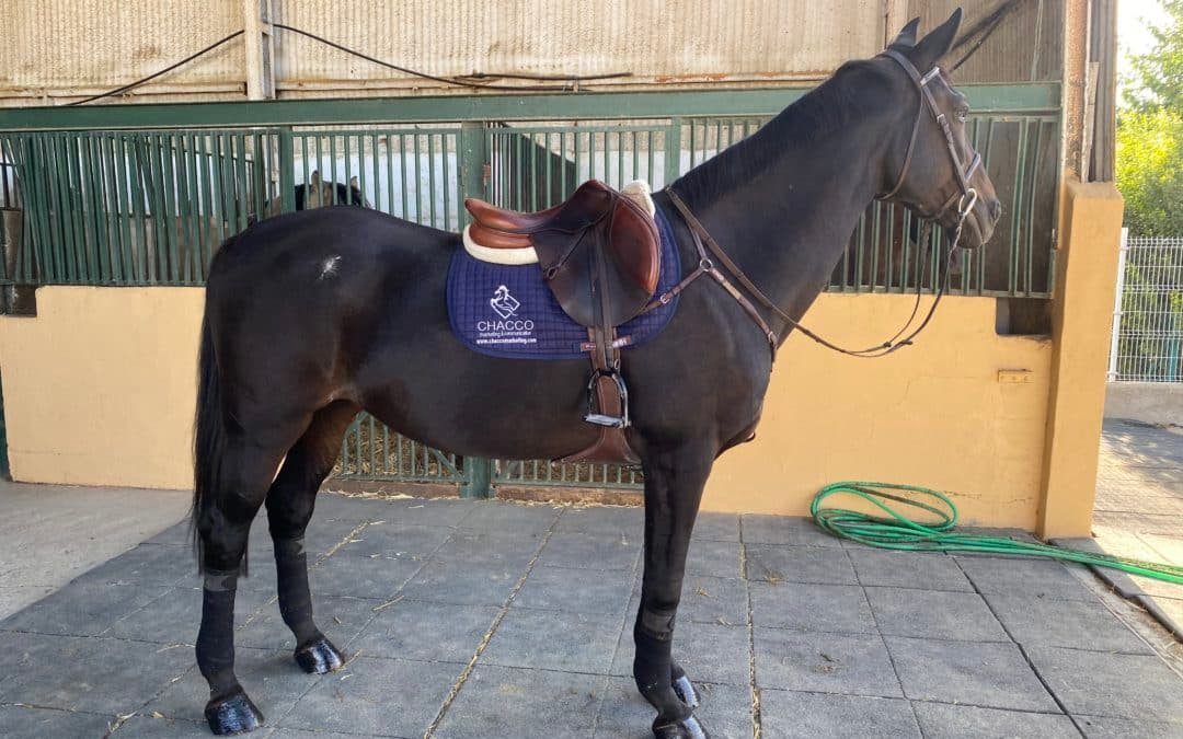 RAZAS DE CABALLOS MÁS UTILIZADAS EN EL SALTO