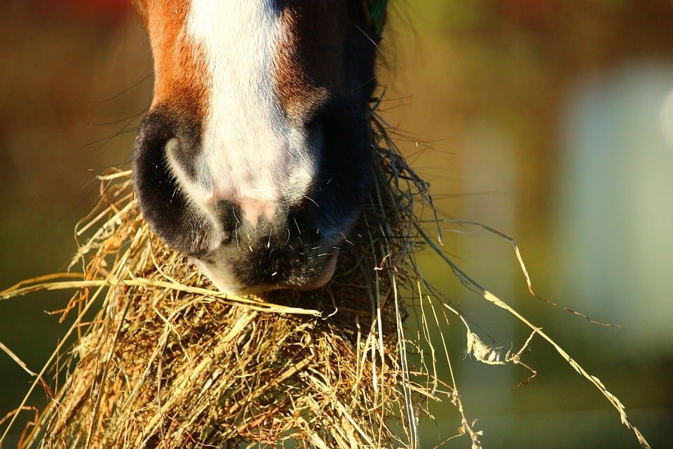 APORTE NUTRICIONAL DURANTE EL CRECIMIENTO DEL CABALLO
