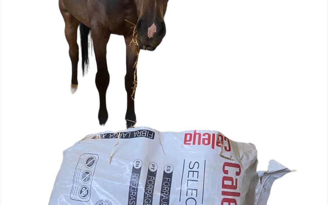 CINCO RAZONES POR LAS QUE NECESITAS CALEYA