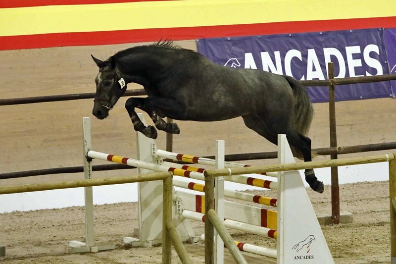 ARRANCA ANCADES EN EL CECYL