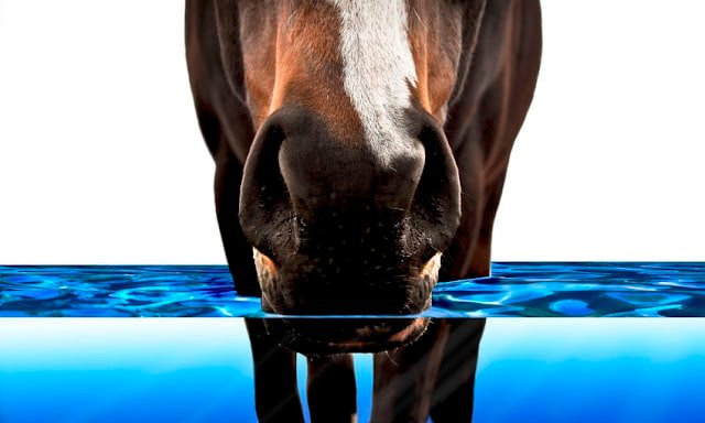 5 consejos para el cuidado del caballo en verano