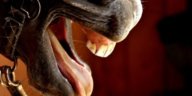 ¿Sabes lo que es el diente de lobo?