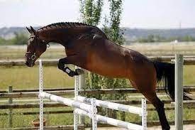 Subasta de Flanders durante el CSI2* de Zandhoven
