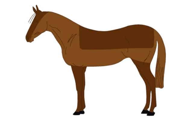 ¿Cómo tengo que esquilar a mi caballo? Guía de los diferentes tipos de esquilado y para qué sirven
