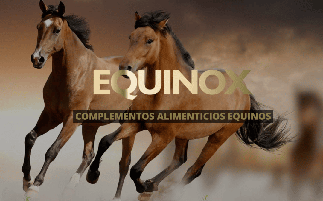 Equinox Equine y porqué son los suplementos alimenticios que necesita tu caballo