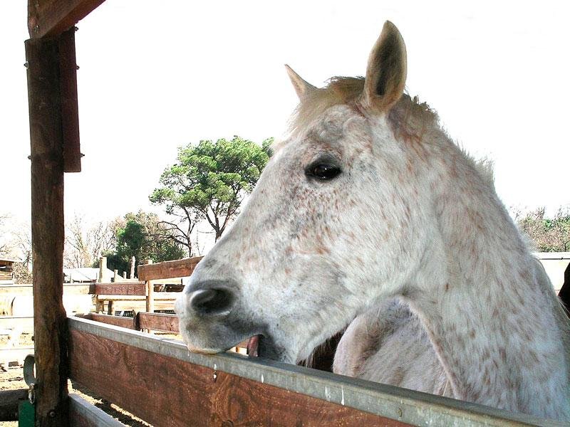 EL CABALLO QUE TRAGA AIRE