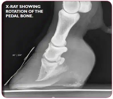 ¿Qué es la laminitis?