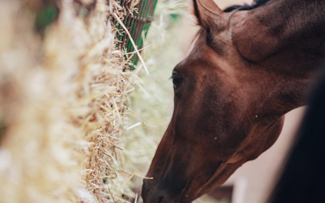 La fibra en la alimentación de tu caballo ¿Porqué es importante?
