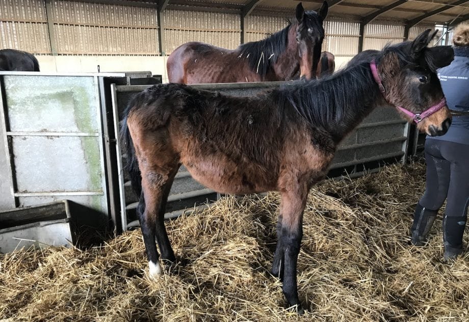 Jinete de doma de Gran Premio declarado culpable de maltrato a caballos