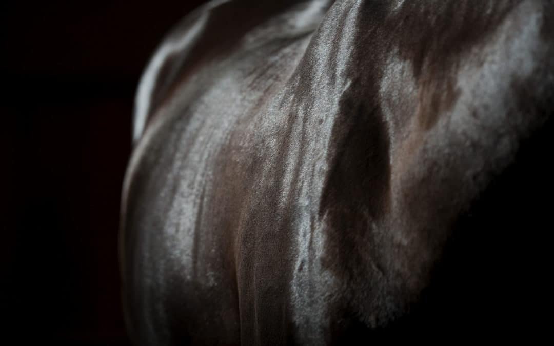 ¿Qué es un microbioma y cómo influye en tu caballo?