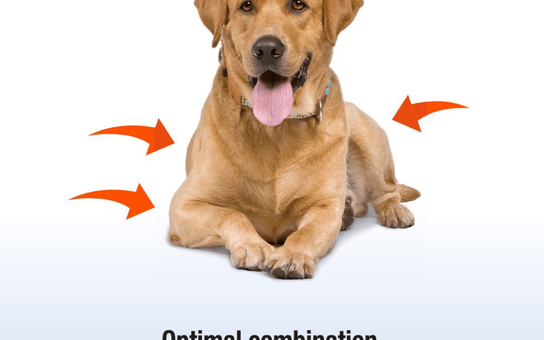 Equinox también es la solución para tu perro