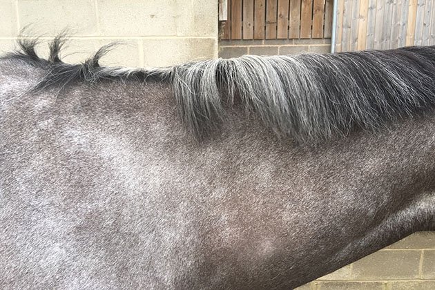 Cómo evitar que la crin de tu caballo se rompa en invierno y formas de ayudar a que vuelva a crecer