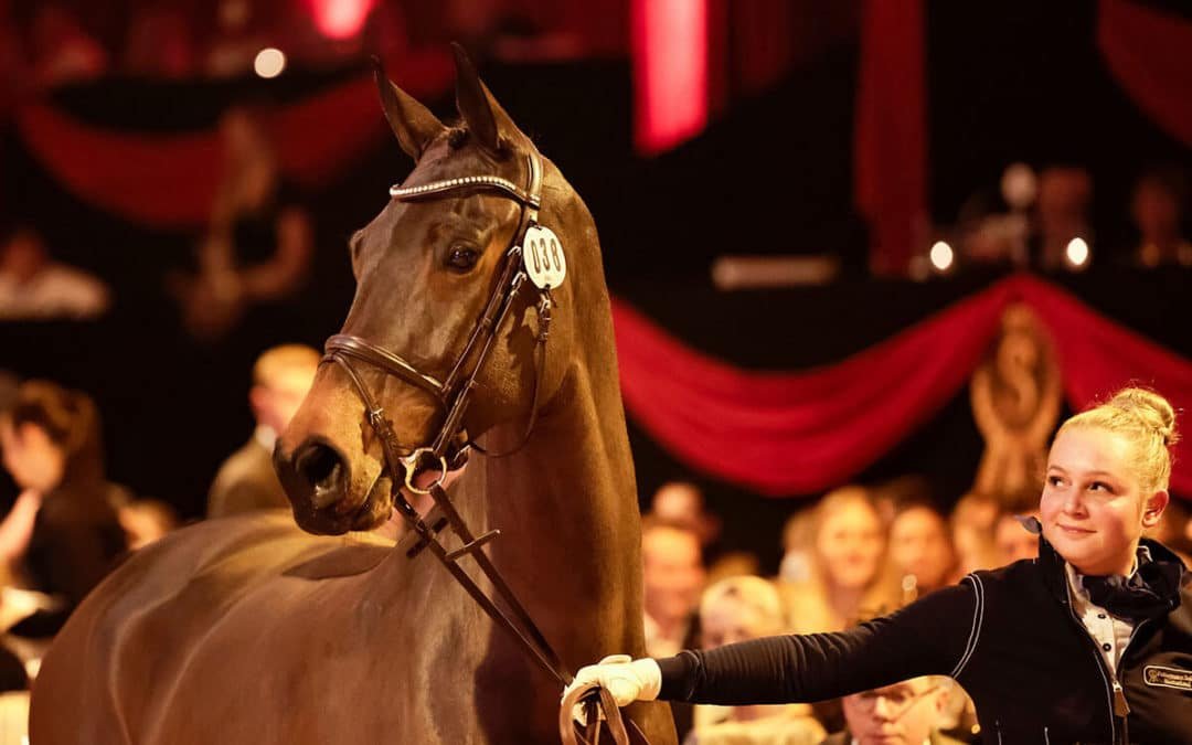 4.000.000 euros por Chyazint de 6 años en Ankum