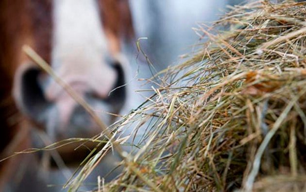 ¿Sabes de forrajes? Descubre cuál es el que mejor le viene a tu caballo