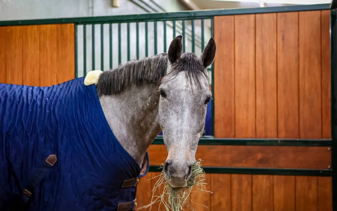 La alfalfa en la alimentación de los caballos