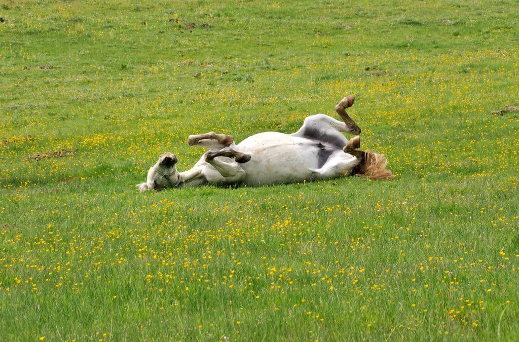 ¿Dejas que tu caballo se revuelque?