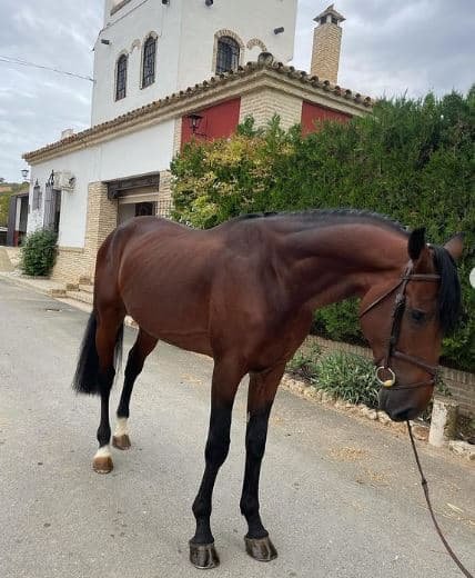 Nelson, de Pepe García Diana, cambia de cuadra
