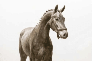 David Gonzalez Recio