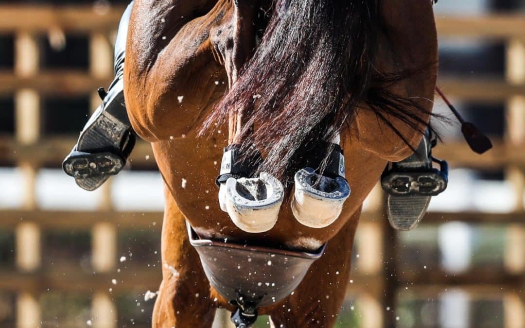 Quinto caballo para la federación de Arabia Saudita
