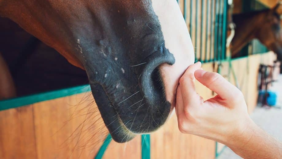 Chequeos de salud esenciales que todo propietario necesita saber