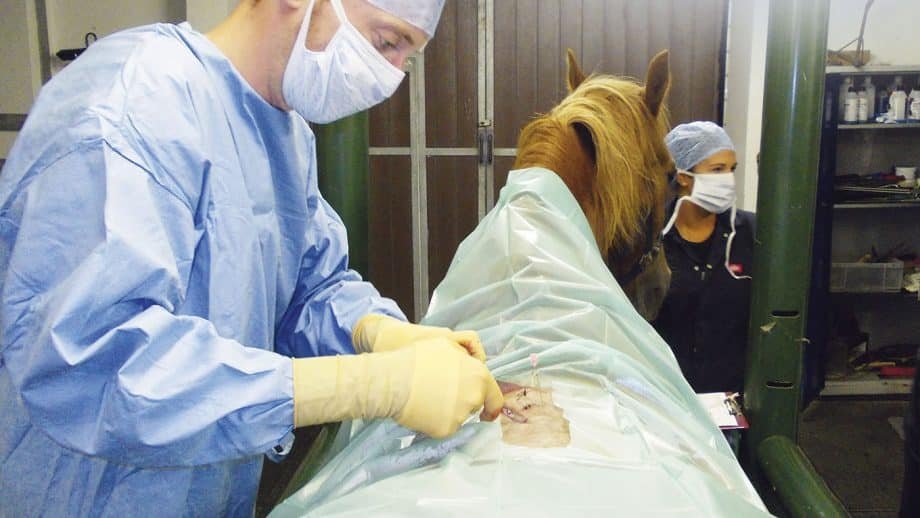 Kissing spines en caballos: lo que todo dueño debería saber