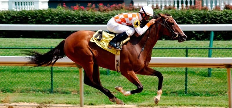 Un estudio de la University College Dublin (UCD) consigue identificar los genes vinculados al éxito equino