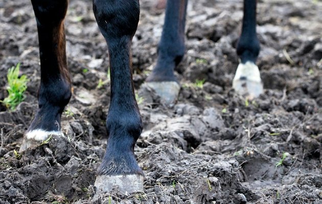 Cómo mantener sano a tu caballo bajo la lluvia