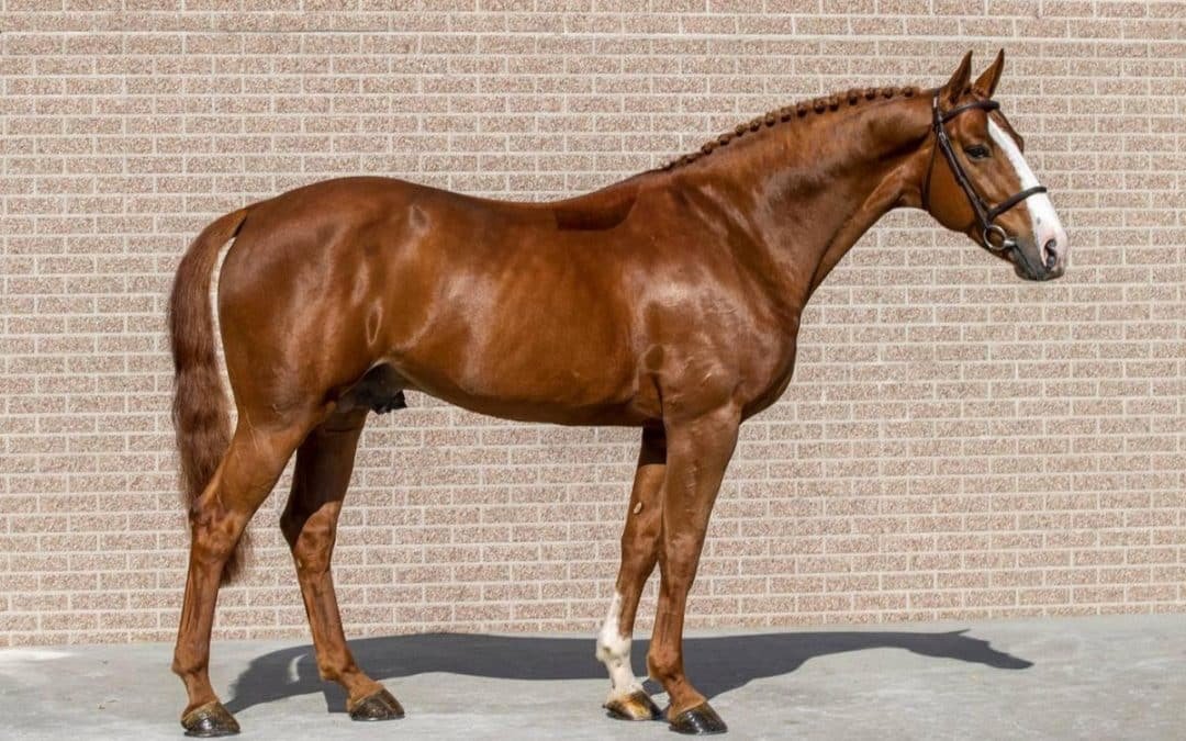 Petrossian BC, un hijo de Sapphire, para Daniel Deusser