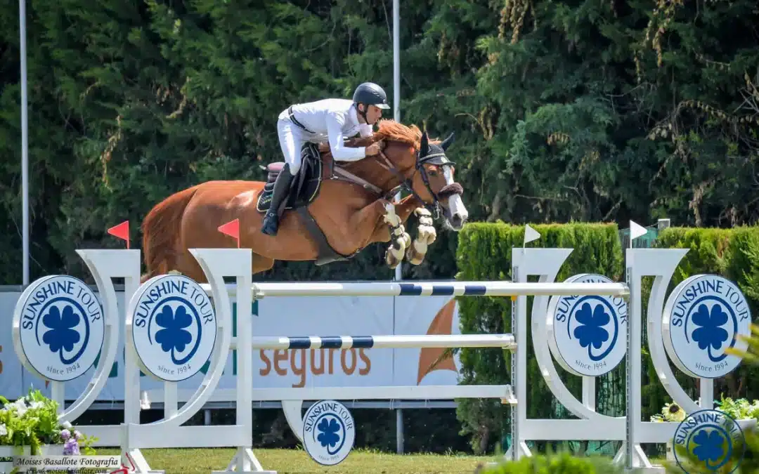 El caballo Belgian Warmblood