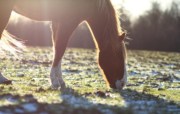 ¿Por qué es tan importante el sentido del oído en los caballos?