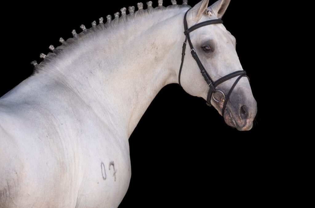¿Conoces Campline Horses?