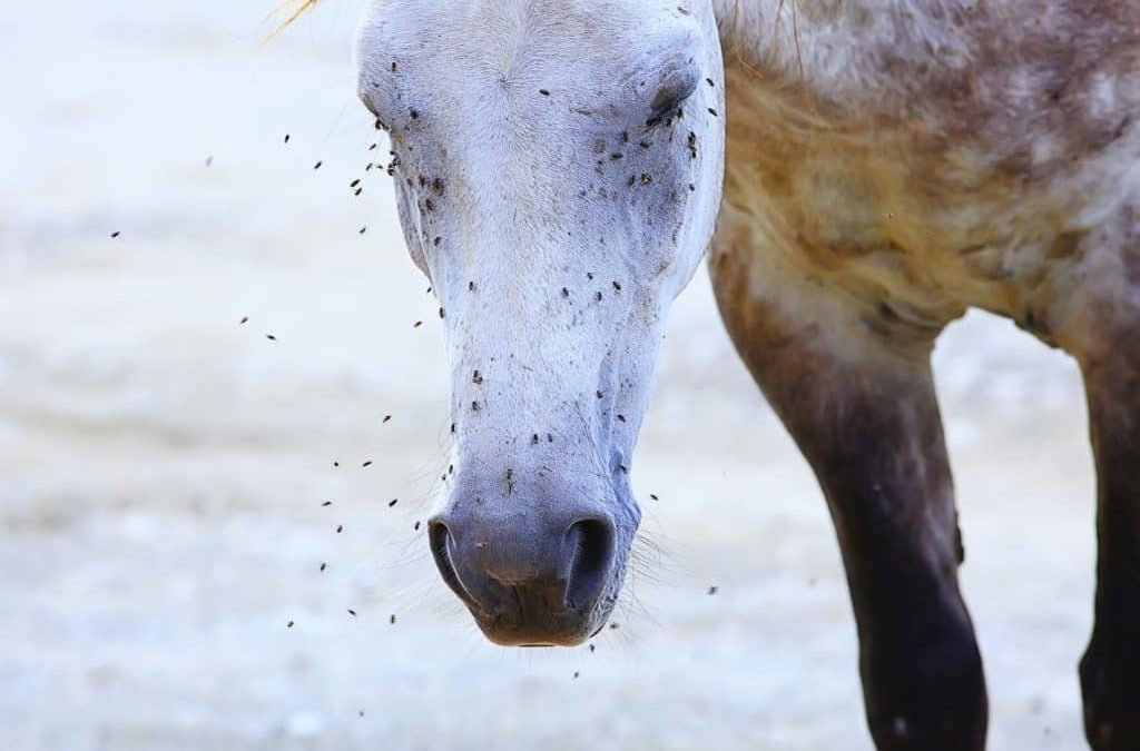 Investigadores descubren el truco definitivo para evitar las moscas en verano