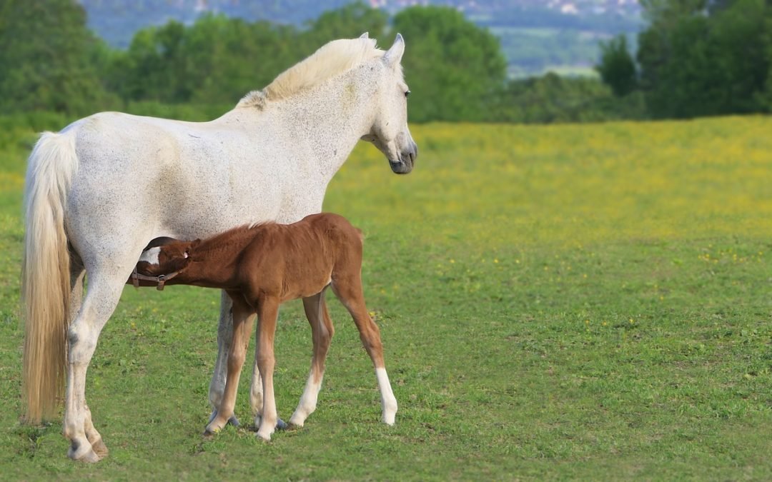 La compraventa de un embrión en el mundo ecuestre