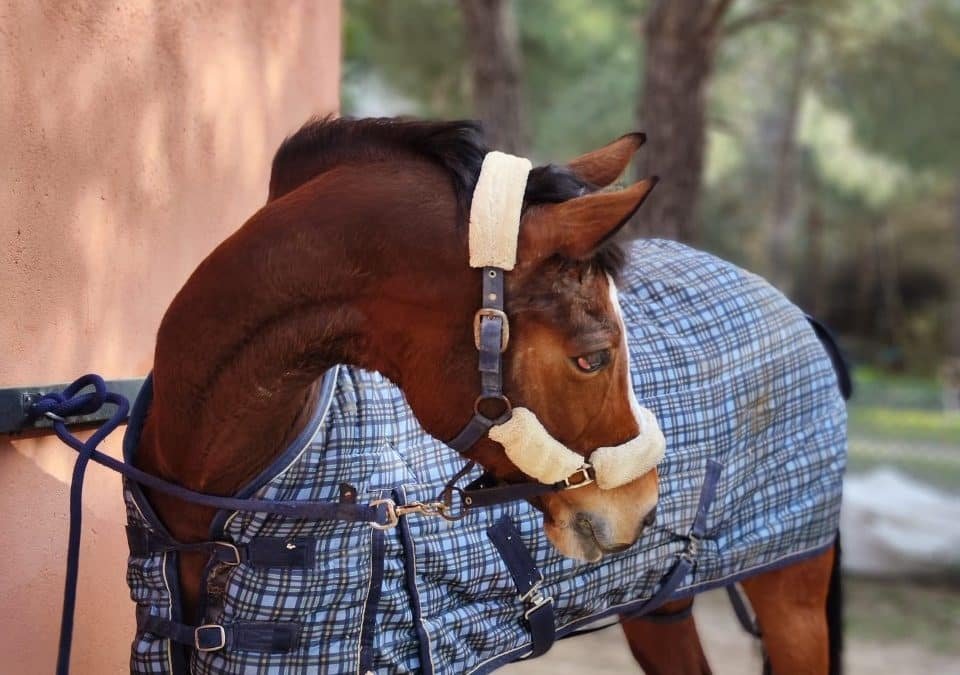 El carácter único de las yeguas frente a los caballos castrados y enteros