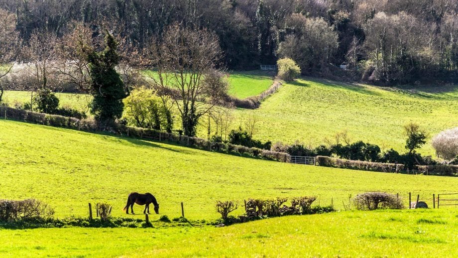 ‘Pero sigue comiendo’: los expertos advierten contra juzgar el bienestar de los caballos en función de la ingesta de alimentos
