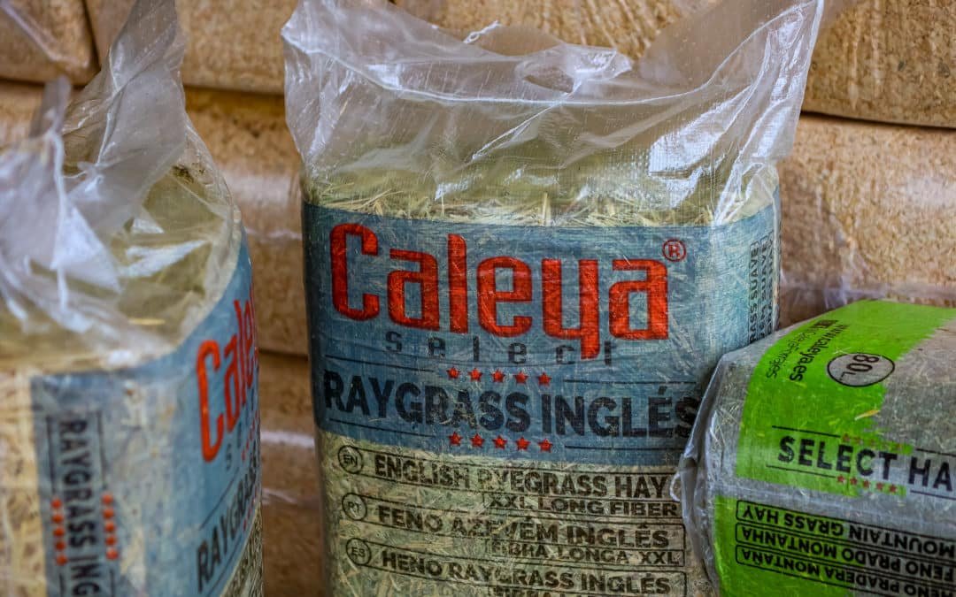 ¿Qué es el raygrass?