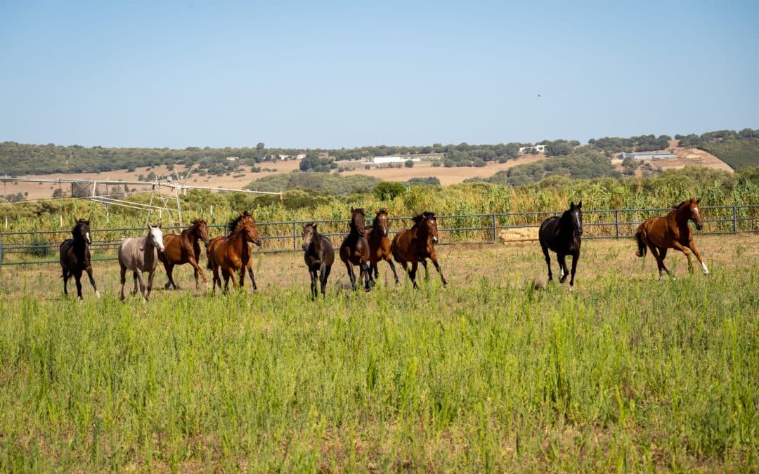El cuidado de tu caballo en primavera