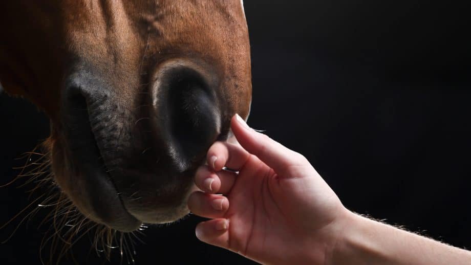 Los caballos pueden ayudar a los pacientes a recuperarse del cáncer de mama, según muestra un nuevo estudio sobre la hipoterapia