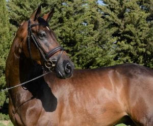 Real Escuela Andaluza de Arte Ecuestre