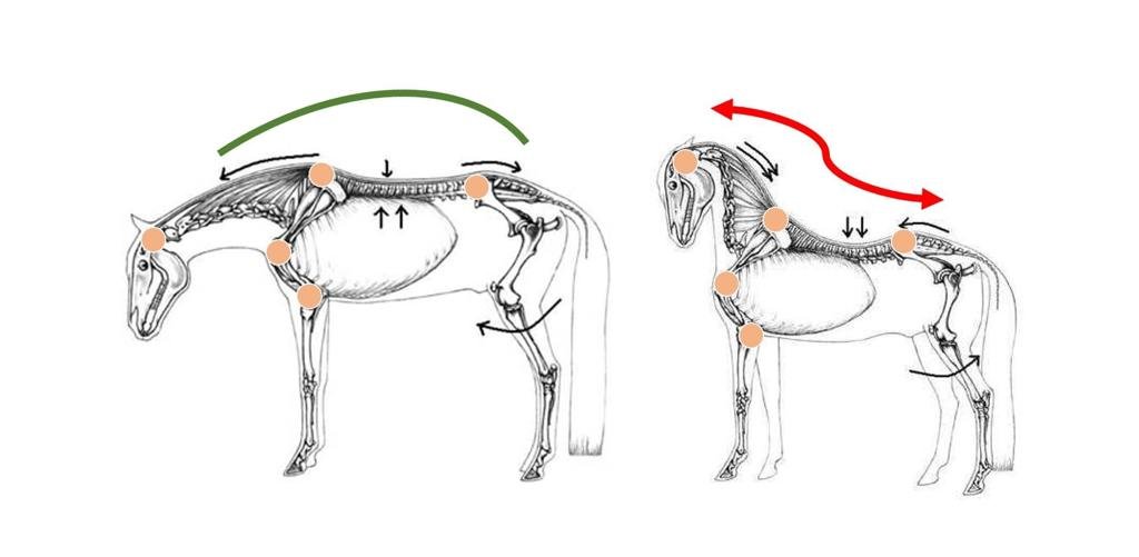 El dorso del caballo