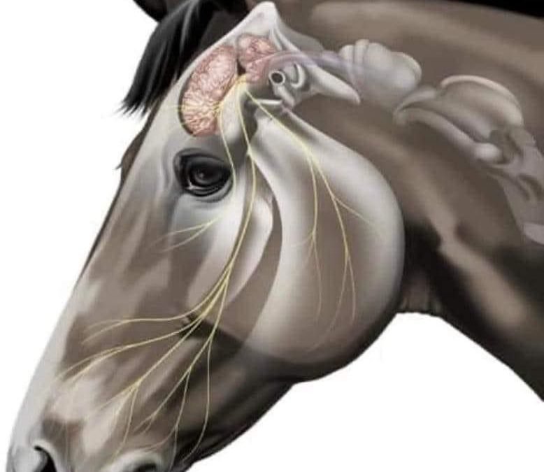 15 datos interesantes sobre el cerebro de un caballo