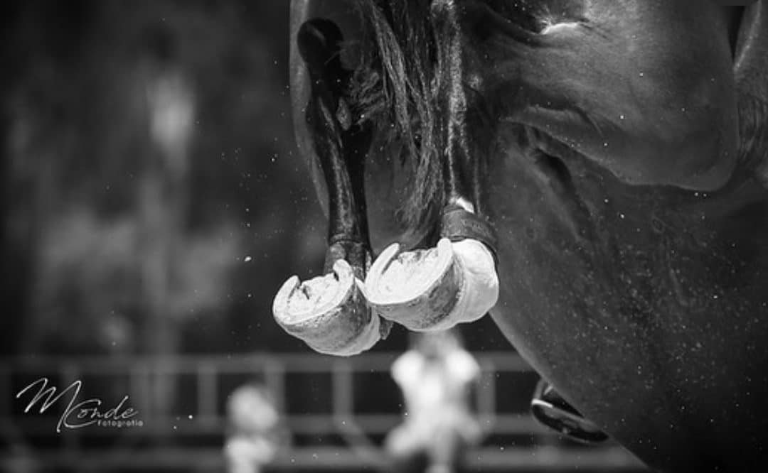 La importancia de la salud ósea en los caballos