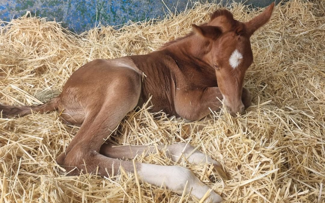 Fermosel Stables, nuevos criadores, nuevas ilusiones