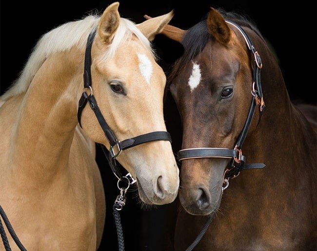 Obligación de los Caballos de Competición de inscripción en un Libro Genealógico