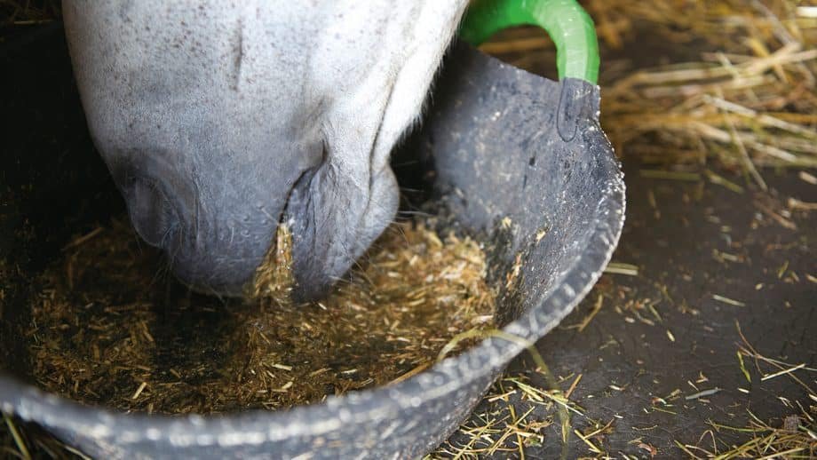 La proteína en la dieta equina: todo lo que necesitas saber